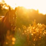 Horse racing in the Caribbean