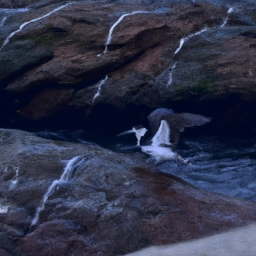 Caribbean birds