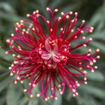 Caribbean native plants