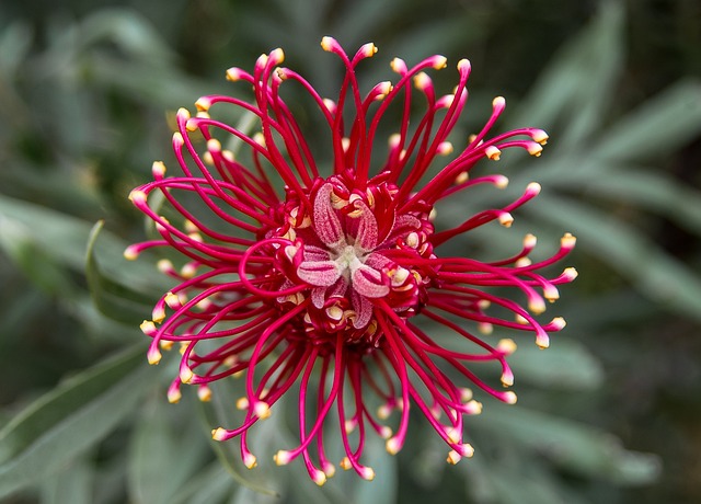 Caribbean native plants