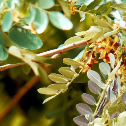 Caribbean native plants
